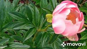 Пион Пинк Гавайан Корал!Одно восхищение!