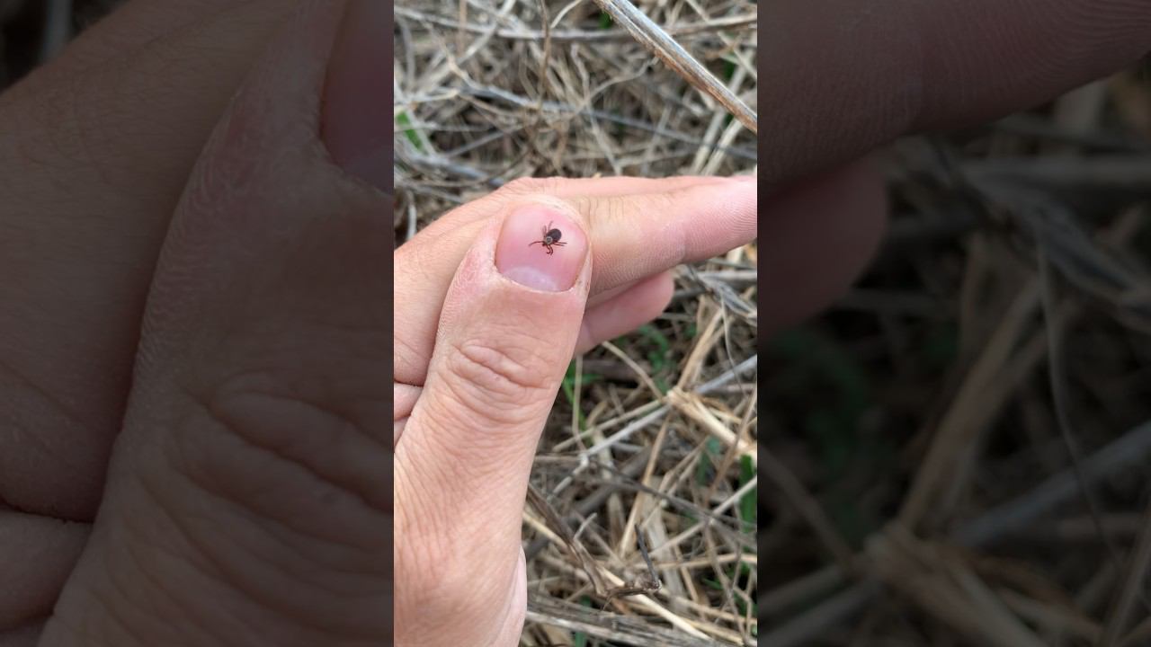 Прыжок клеща #клещи смотреть онлайн