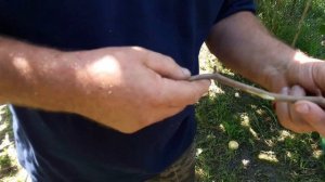 Как привить фундук на медвежий орех методом окулировки