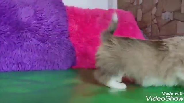 Вельш корги пемброк Quality male from Voploscenie mechty смотреть онлайн