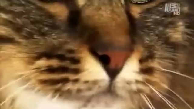 Мейн-кун: фото, видео, описание породы, характер. Кошка породы Maine Coon смотреть онлайн