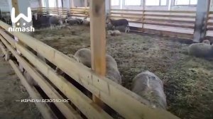 Кормовые добавки для животных