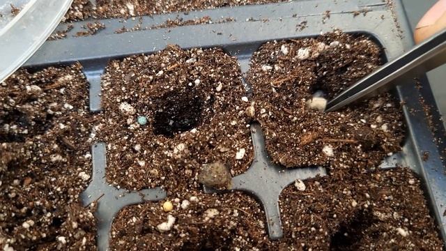 Lab Notes | 24 Mar 2023 | Camellia sinensis, Panax quinquefolium, Hydrastis canadensis смотреть онлайн