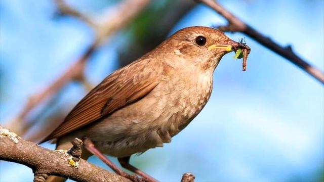 Виртуозное пение соловья. Соловей (лат. Luscinia) обыкновенный. Virtuoso singing of a Nightingale. смотреть онлайн