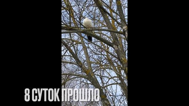 Павлины ? 2021 улетели, но обещали вернуться? смотреть онлайн