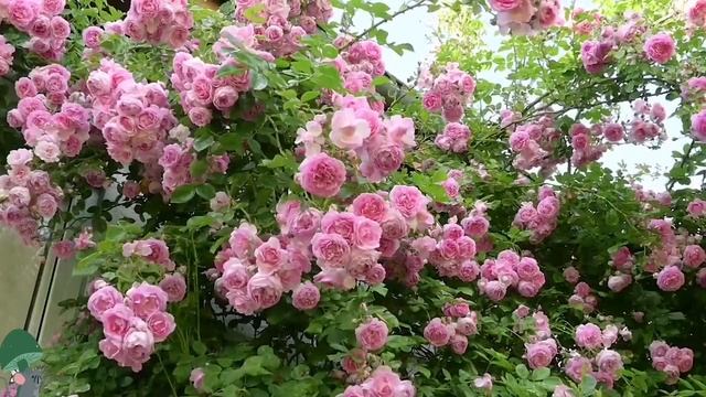 Музыка для медитации и расслабления смотреть онлайн