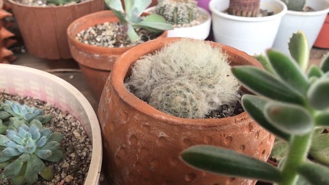 Suculentas peludas l características y cuidados básicos смотреть онлайн