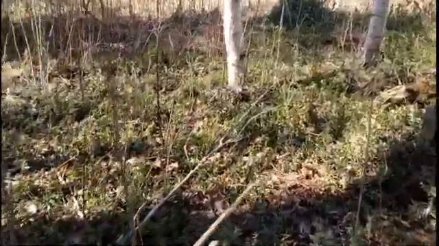 А вы пили настоящий березовый сок? Выпуск 63 смотреть онлайн