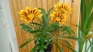 Гацания, выращивание в домашних условиях.