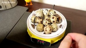 Маршмеллоу и Творог в Соковыжималке! Бедная соковыжималка! Инкубатор из Китая. alex boyko