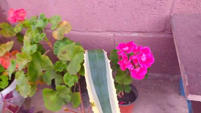 Indoor flowers/?23 октября?Комнатные цветы и не только? смотреть онлайн