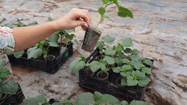 Огурчики подрастают! Скоро будем высаживать. Обзор рассады огурцов. смотреть онлайн