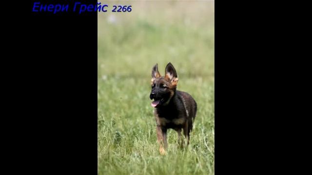 Щенки немецкой овчарки рабочего разведения 2 мес.(Dingo iz Forta Vernogo & Буря Eqidius) смотреть онлайн