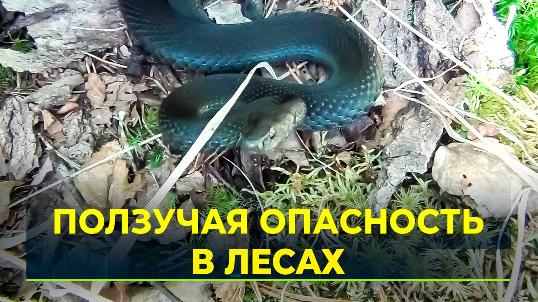 Как защитить себя от укуса змеи смотреть онлайн