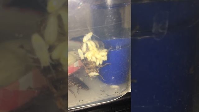 Рождение мраморных тараканов