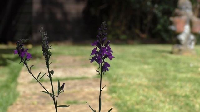 Linaria Purpurea Purple Toadflax Flower