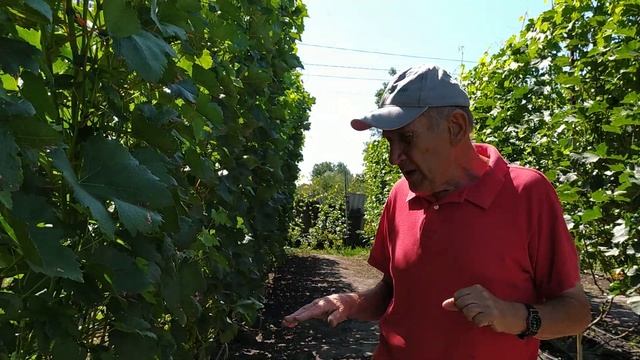 Внекорневая подкормка винограда калием смотреть онлайн