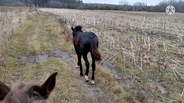 Важность физических кондиций лошади, не только внешнего вида.В каком возрасте заезжать лошадь!? смотреть онлайн