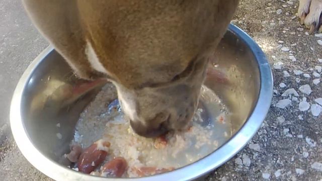 RAW FED PITBULL: ALL ORGAN BREAKFAST | HYBRID PITBULL смотреть онлайн