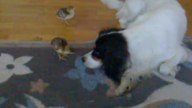 Собака воспитывает новорожденных павлинят смотреть онлайн