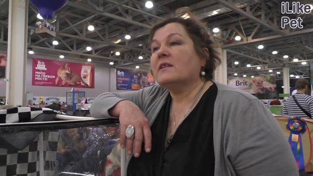 О породе японский бобтейл смотреть онлайн