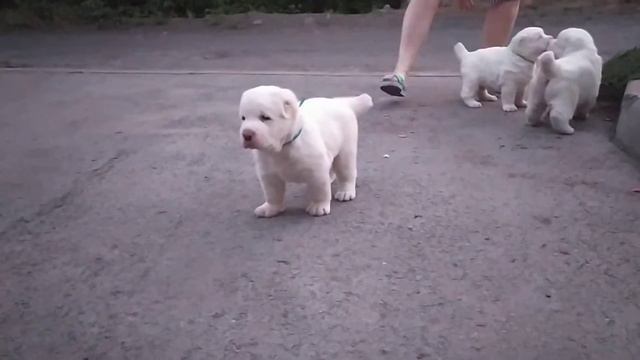 щенкам ровно месяц смотреть онлайн