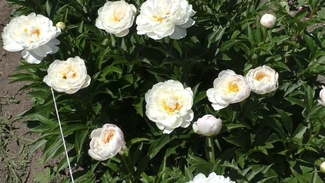 пион Serene Pastel