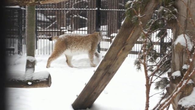 Сибирские рыси Лекс и Бусинка. Кому Лекс так громко пел свою песню?