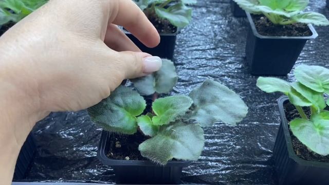 ВМЕСТО ДЕТОК ЦВЕТЫ. ПОЧЕМУ??? + ОБЗОР БЕГОНИЙ И ФИАЛОК смотреть онлайн