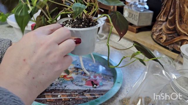 КОМНАТНЫЕ РАСТЕНИЯ.БОЛЬШАЯ ПЕРЕСАДКА.#цветы #обзор #влог # смотреть онлайн