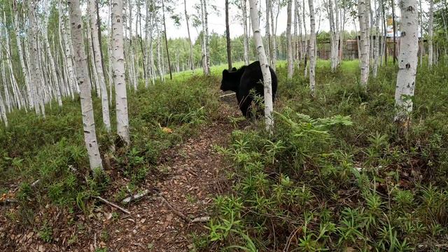 Буржуй опять травмировался. смотреть онлайн
