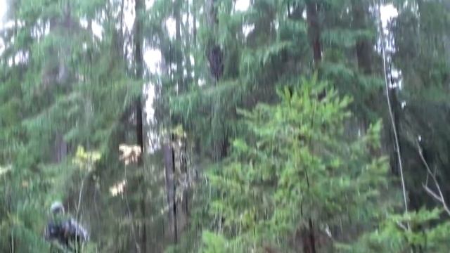 Рябчик идёт на обычный манок #уральскаятайга #урал #пермскийкрай #охота #охотанарябчика смотреть онлайн