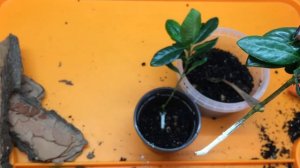 Гардения жасминовидная размножение черенками в домашних условиях. Гардения грунт, полив и уход дома