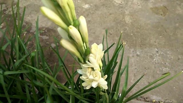 Rajnigandha Double Flowers / Tuberose / Rajnigandha Best evergreen Flowering Plants !! By Priya смотреть онлайн