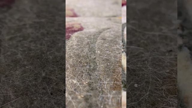 Как вывести плесень с ковра, где взять запчасти для оборудования, обсуждаем в чате коврочистов ⬇️ смотреть онлайн