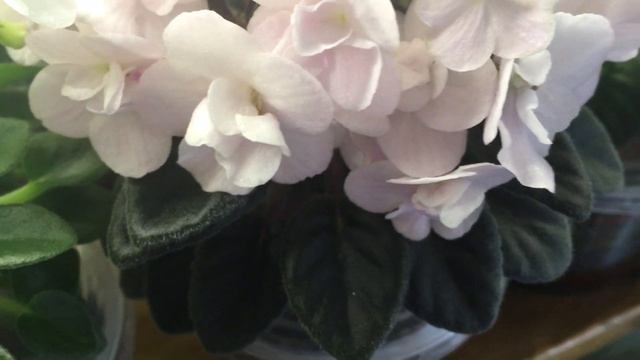 Белоснежная композиция из фиалок. Цвет настроения смотреть онлайн