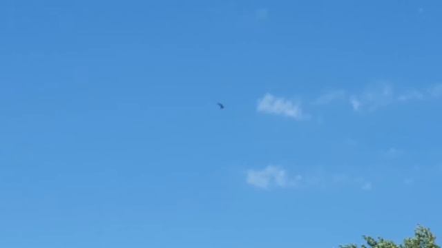 ? Удивительное рядом. Птица летит на одном месте. смотреть онлайн