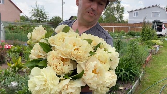 Пион Санни Герл , Peony Sunny Girl, пион солнечная девочка