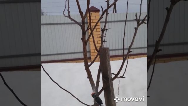 11.04.2020г. Опрыскивала медным купоросом. смотреть онлайн