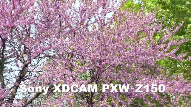 4K Comparison: Sony XDCAM PXW‑Z150 VS. Panasonic HCX-1000 смотреть онлайн