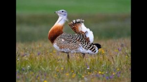 Дрофа_ Исчезающая птица в дикой природе