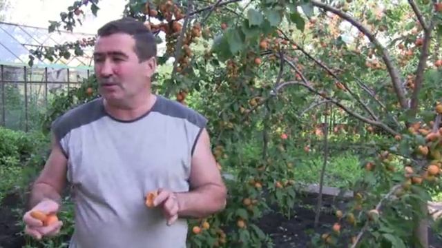 Крупный абрикос в Вашем саду это реально!