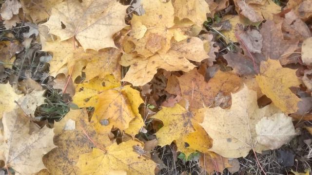 Любимый парк. Ораниенбаум. Осень. смотреть онлайн