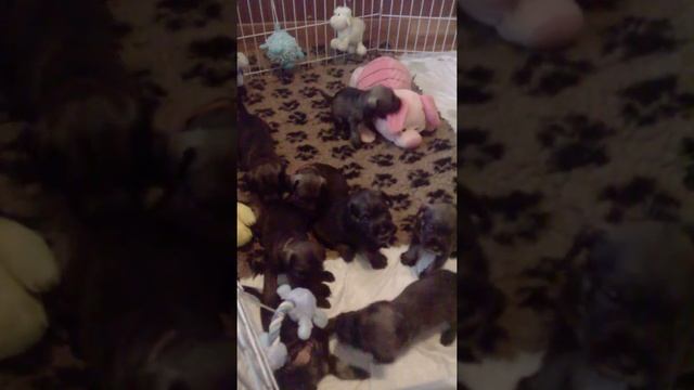 Шнауцеры. Щенки. Питомник ТРЭЛС. Litter "L" (25 дней) Часть 1 смотреть онлайн