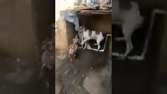 Бесстрашный бойцовский петух ШАМО против собаки смотреть онлайн