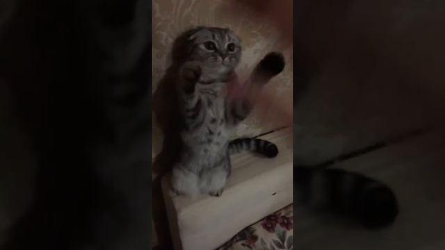 Самые. Сложные. Ладушки. смотреть онлайн
