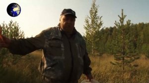 Клюква, болотная ягода/Сбор клюквы