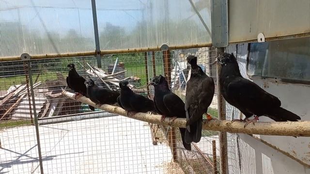 Бакинские голуби чили Владимира Яковлевича Киреева смотреть онлайн