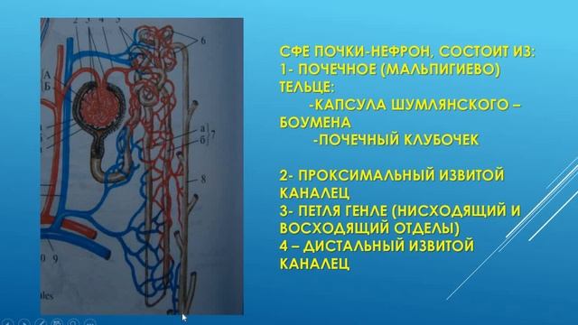 МОЧЕВЫДЕЛИТЕЛЬНАЯ СИСТЕМА. ПОЧКИ, МОЧЕТОЧНИКИ смотреть онлайн