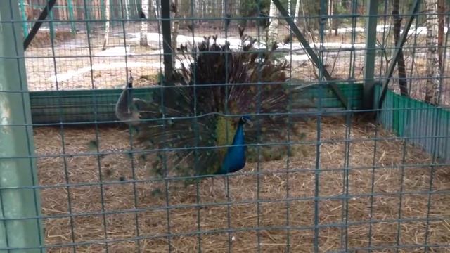 Видео про павлинов смотреть онлайн